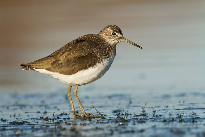 Green Sandpiper shutterstock_390504676.jpg