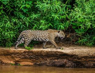 South America's Big Cats