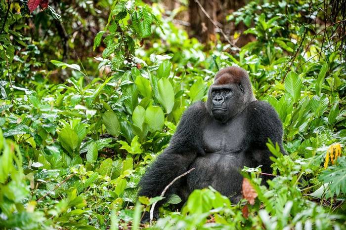 Western Lowland Gorilla, Gabon shutterstock_359923964.jpg