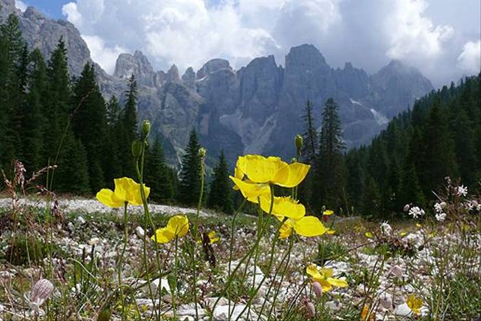 Rhaetian Poppies in Val Venegia (Alan Miller)