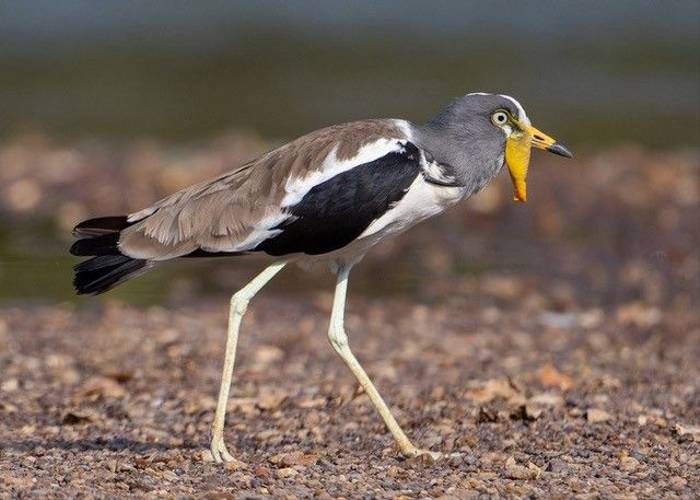 White-headed Lapwing, Ian Curran.jpg