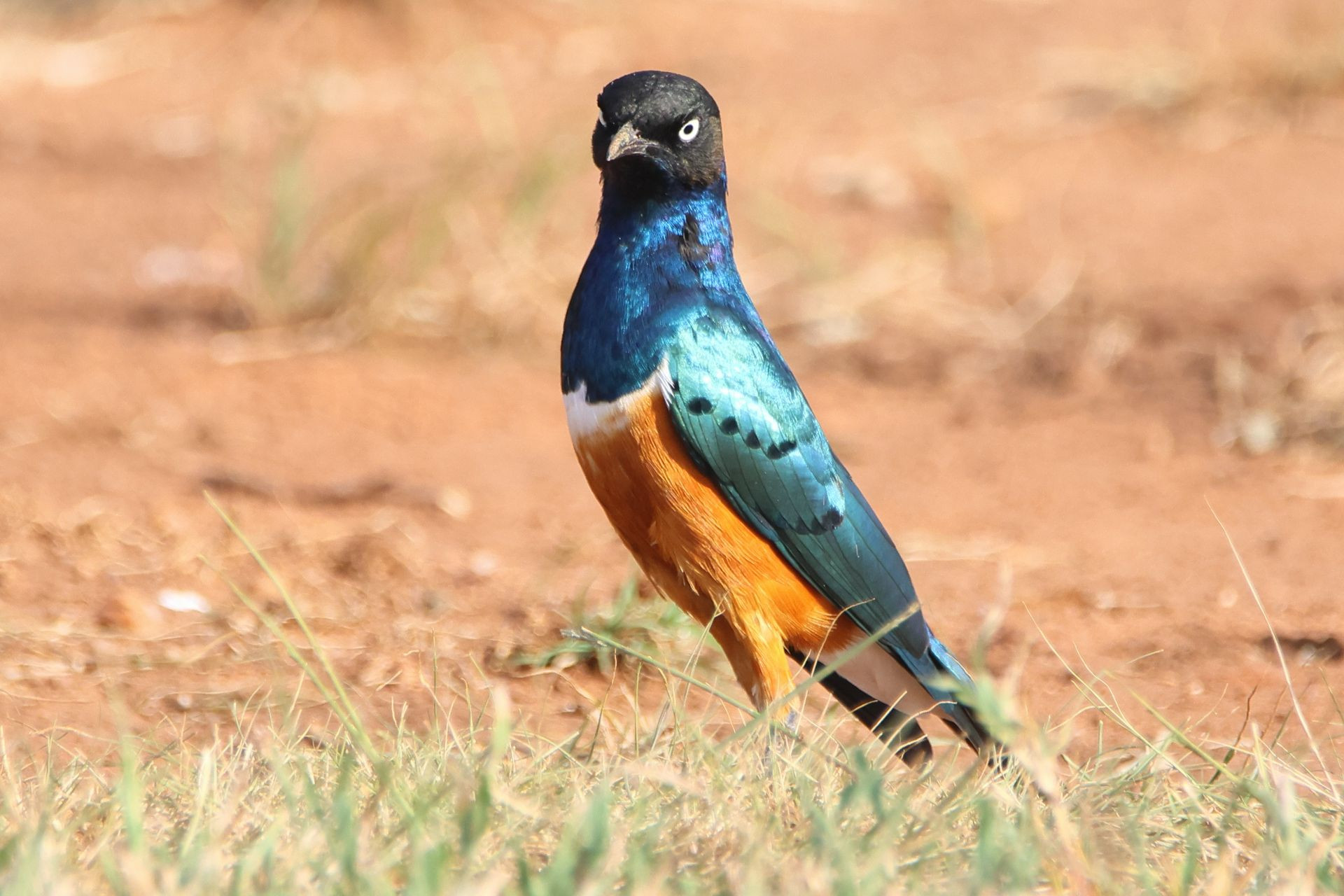 Superb Starling Image