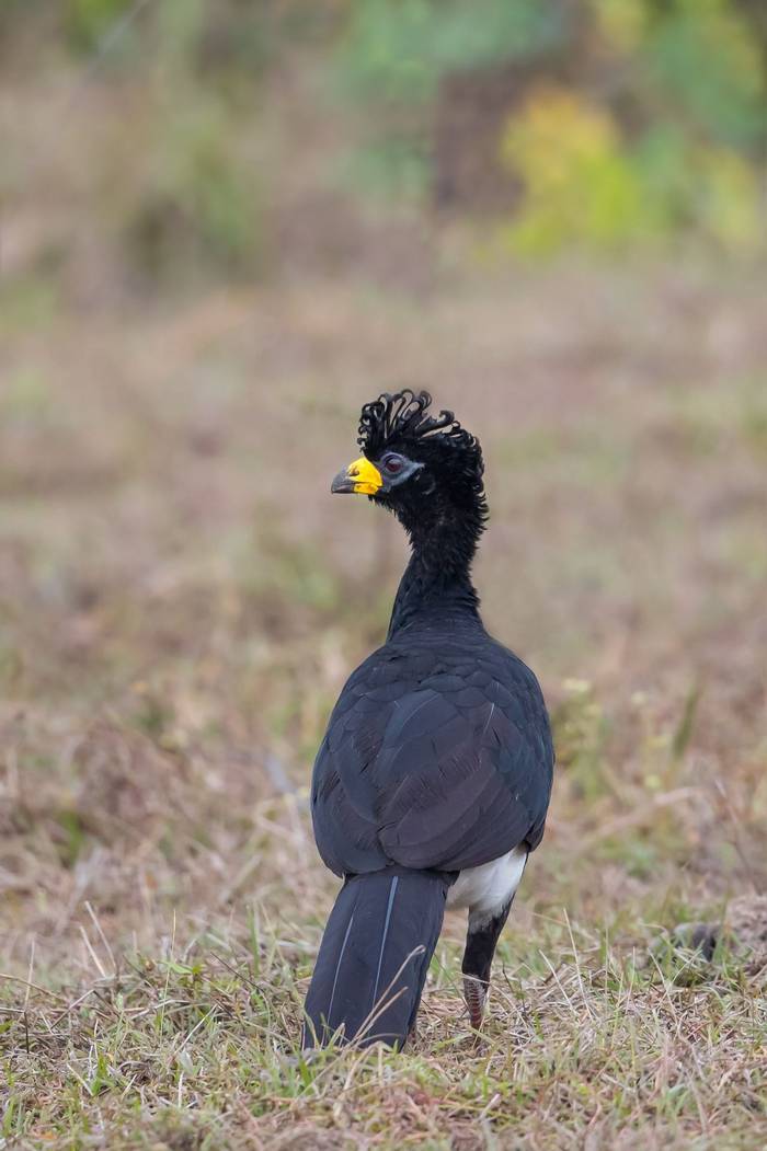 Bare-faced Curassow (male)