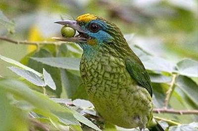 The Endemic Yellow Fronted Barbet By Colin Brown