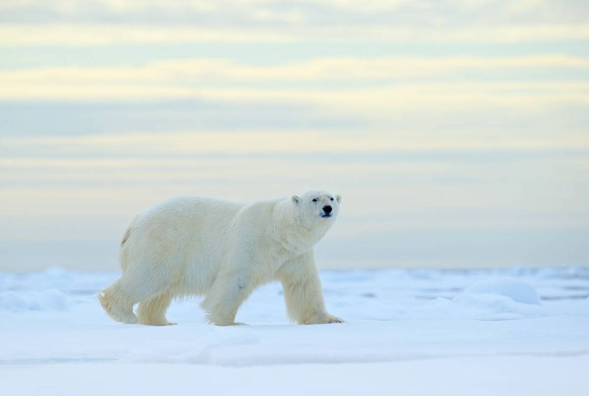 Polar Bear, Svalbard Shutterstock 705674020