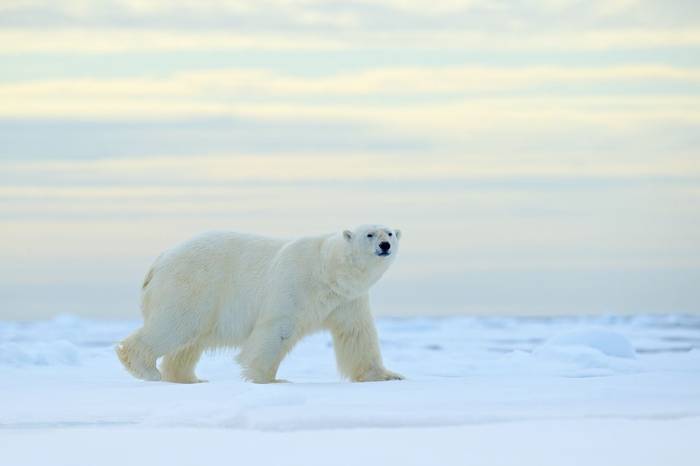 Polar Bear, Svalbard Shutterstock 705674020