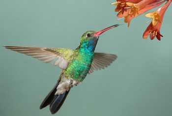 Broad Billed Hummingbird, Arizona, USA Shutterstock 143561293