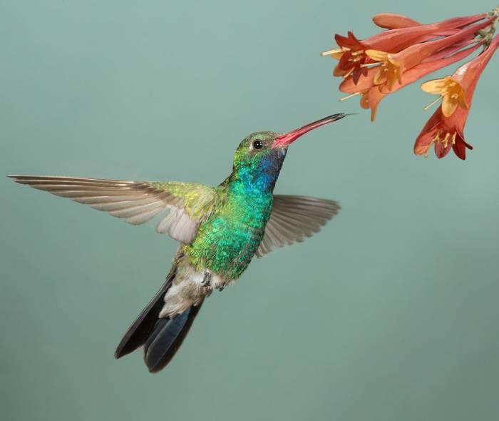Broad Billed Hummingbird, Arizona, USA Shutterstock 143561293