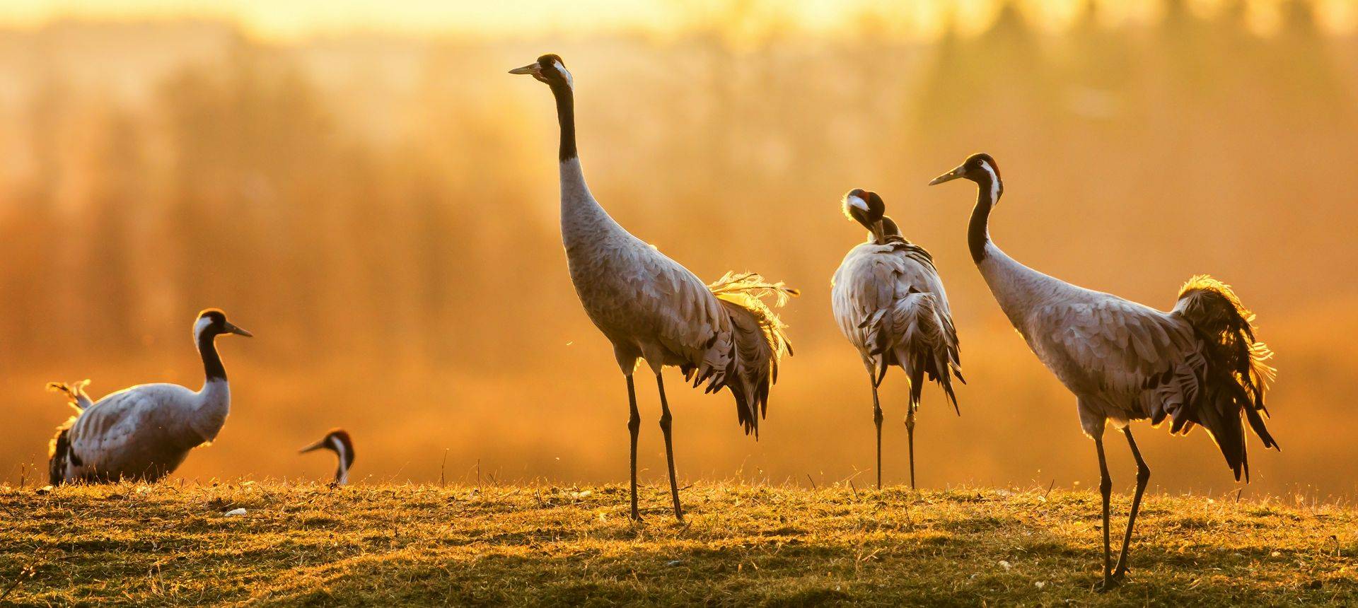 Common Crane. Shutterstock 184195787