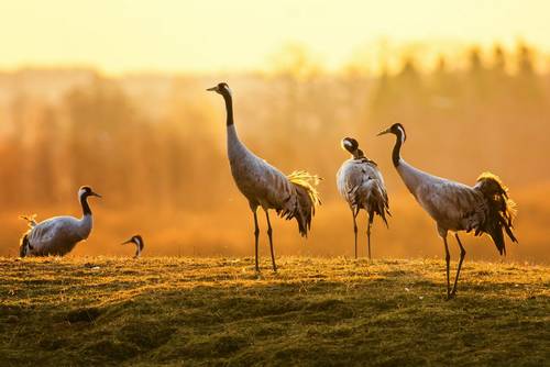 France - Cranes & Champagne - Naturetrek