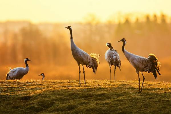 Common Crane. Shutterstock 184195787