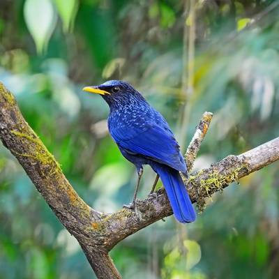 Blue Whistling-thrush