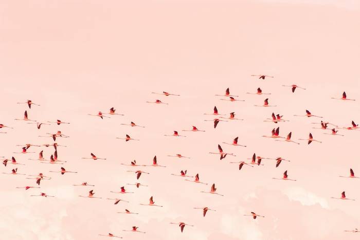 Greater Flamingoes, Shirvan National Park