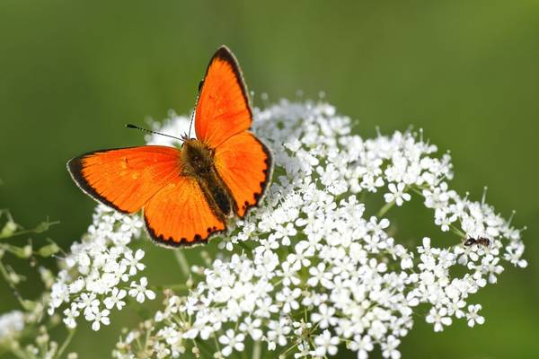 Scarce Copper shutterstock_779368900.jpg