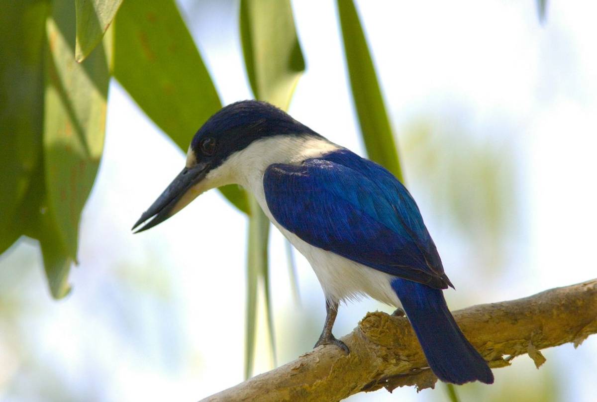 Forest Kingfisher