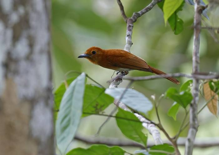 Rufous Paradise Flycatcher (Bohol)
