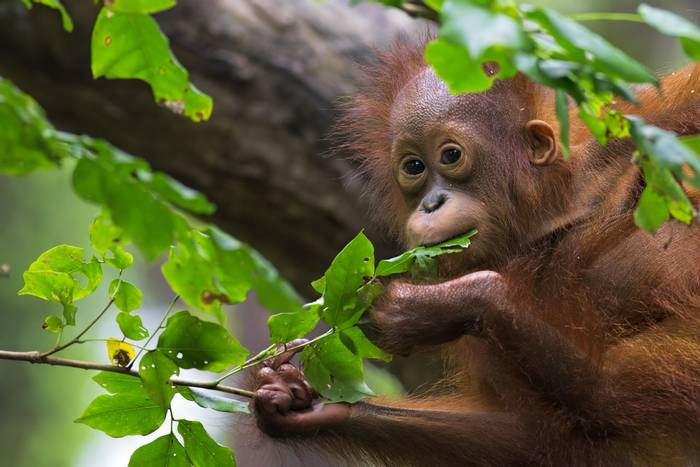 Orangutan, Borneo shutterstock_221353888.jpg