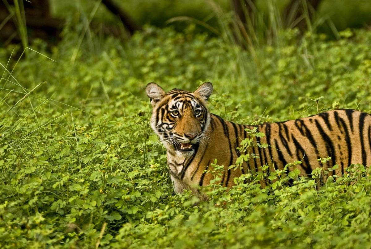 Tiger