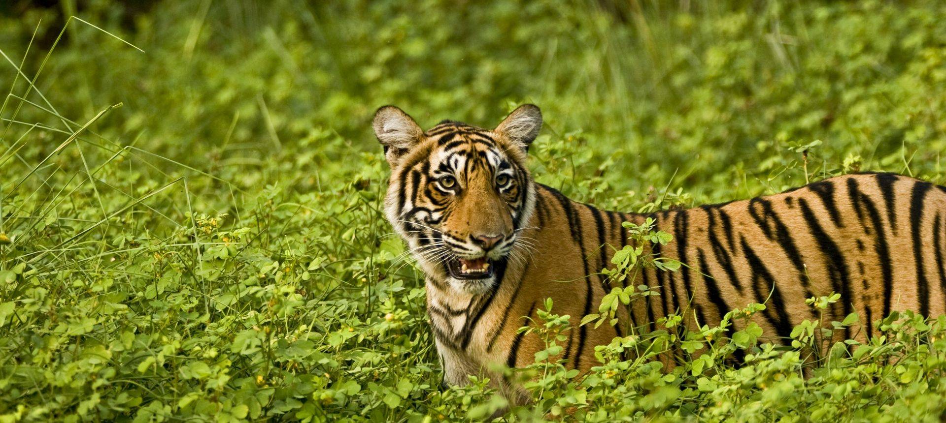 Tiger