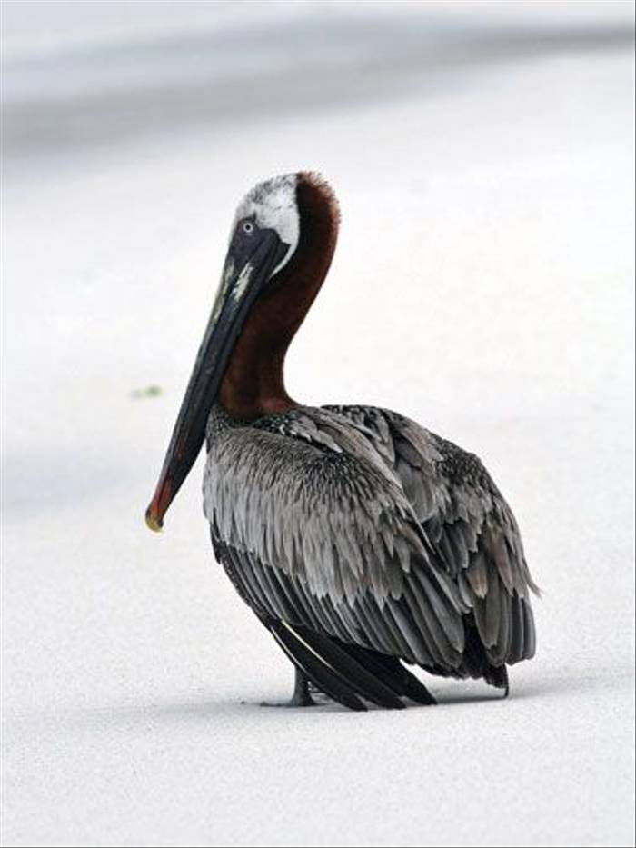 Brown Pelican (John Willsher)