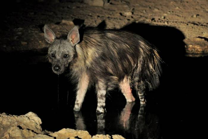 Brown Hyena (Leon Marais)