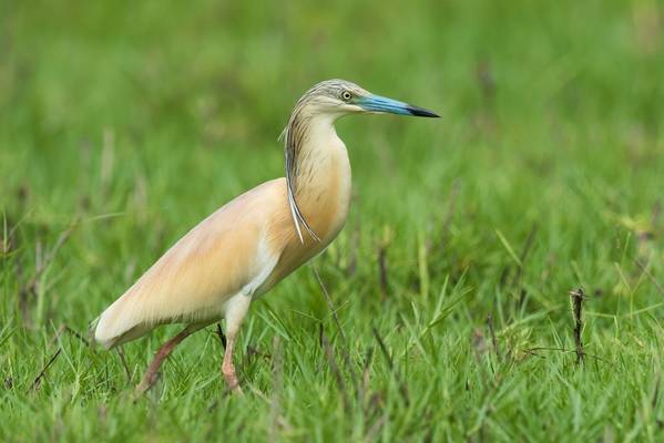 Squacco Heron. shutterstock.jpg