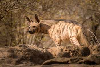 Striped-Hyena,-Gujurat,-India-shutterstock_1114260389.jpg