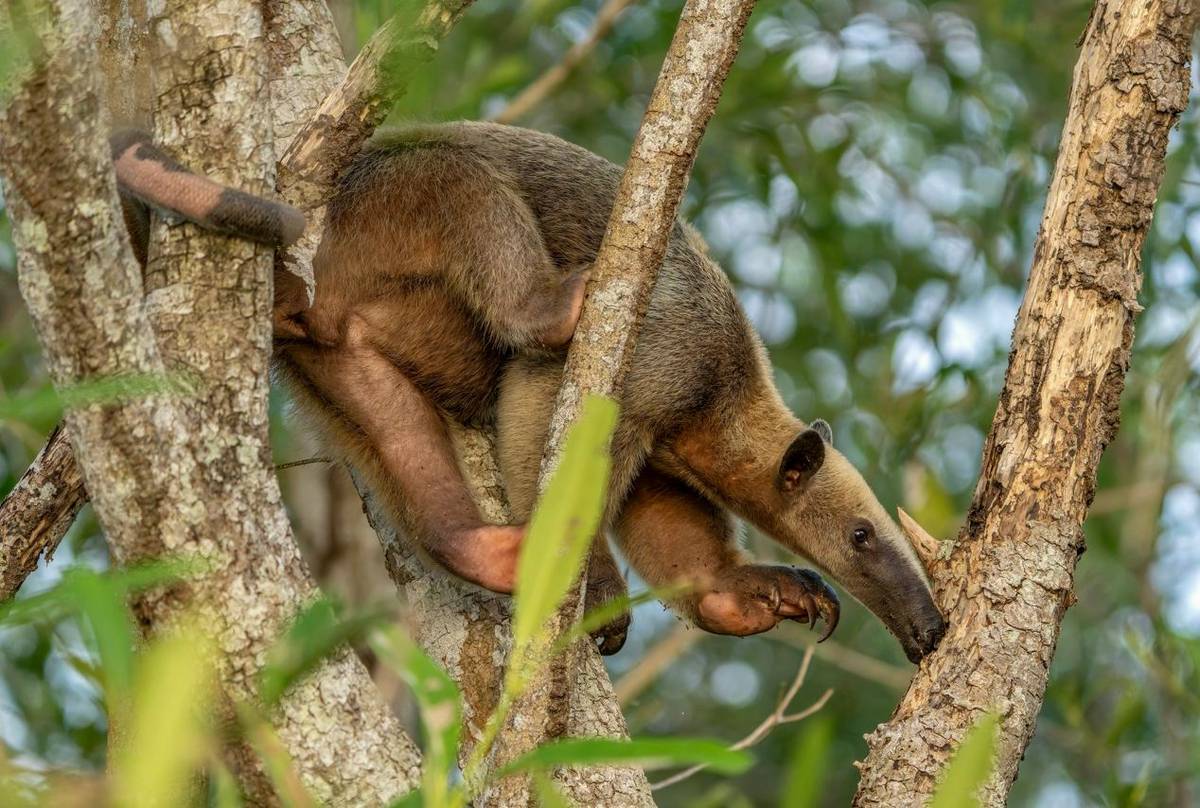 Southern Tamandua