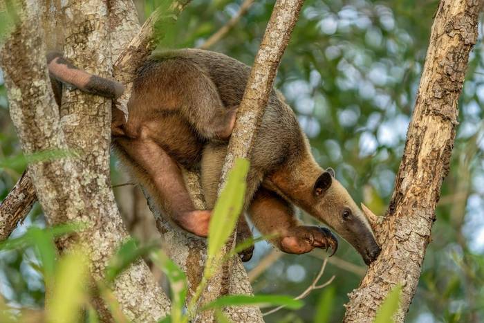 Southern Tamandua