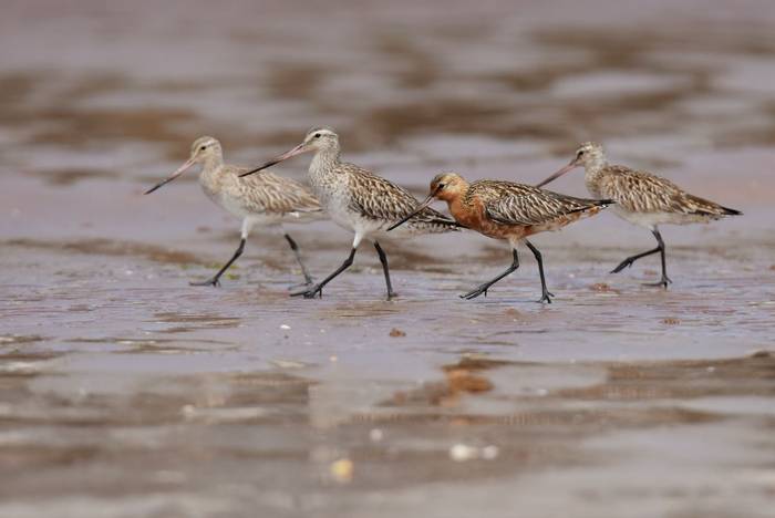 Bar-tailed Godwit shutterstock_417430708.jpg