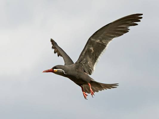 Inca Tern