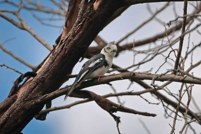 Grey-crested Helmetshrike  © Laura and Bobby Bok, April 2026