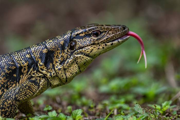 Gold Tegu (Tupinambis teguixin) © A J Bradshaw, March 2026 tour