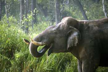 Elephant, Nagarhole, India Shutterstock 26113718