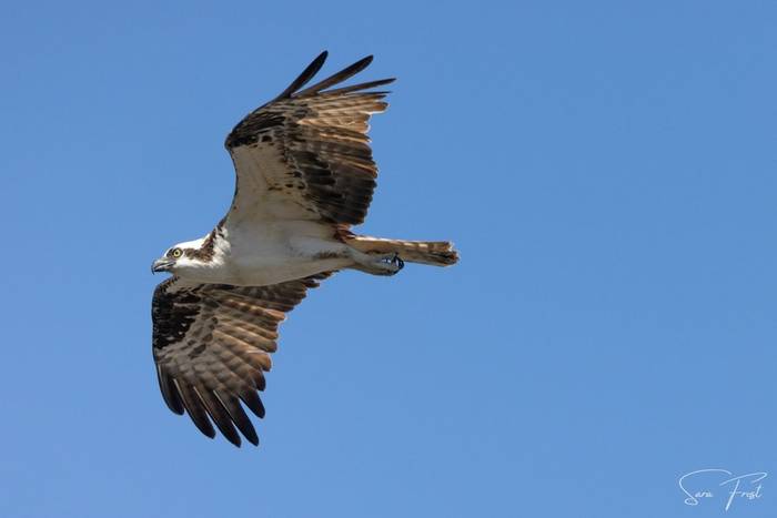 Osprey (Sara Frost) (2).jpg