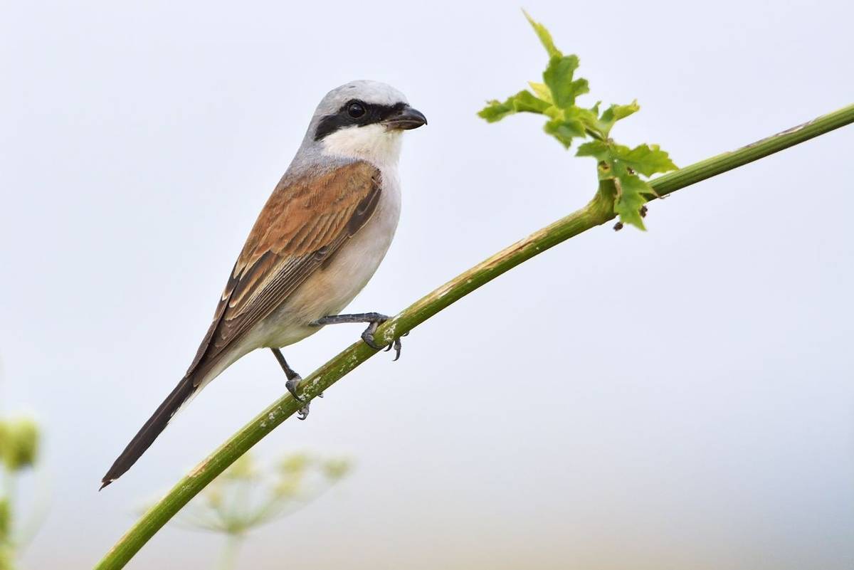 Red-backed Shrike