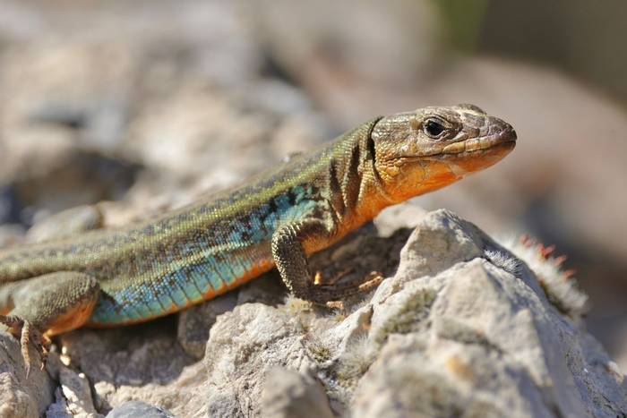 Eastern Peloponnese Wall Lizard © Dave Jackson, April 2024 tour