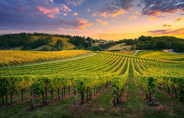 Beautiful Vineyard in the Adelaide Hills Beautiful Vineyard in the Adelaide Hills