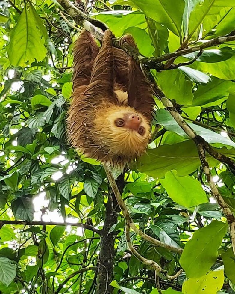 finca-luna-nueva-lodge-wildlife-sloth-5.jpg
