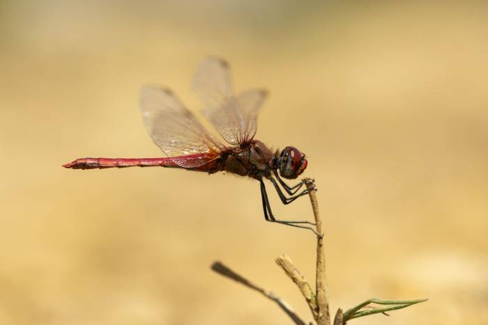 Red-veined darter Sympetrum fonscolombii, adult male, perched, Windmill Farm, Cornwall, UK, July