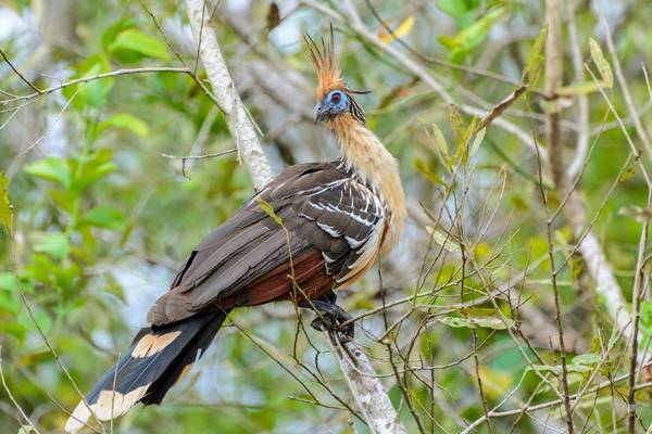 Hoatzin shutterstock_1057275089.jpg