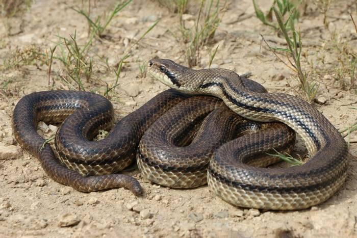 Four-lined Snake (Elaphe quatuorlineata) © Duncan Frew, April 2023 tour