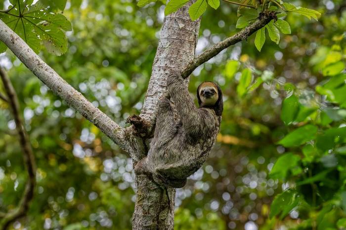 Pale-throated Three-toed Sloth © A J Bradshaw, March 2026 tour