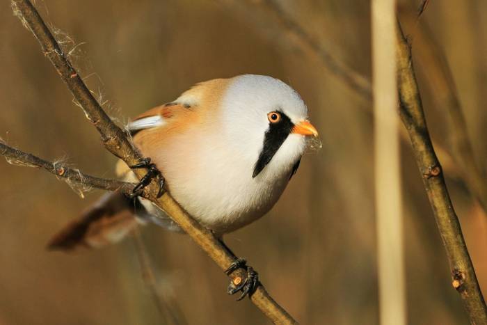 Bearded Tit shutterstock_478357678.jpg