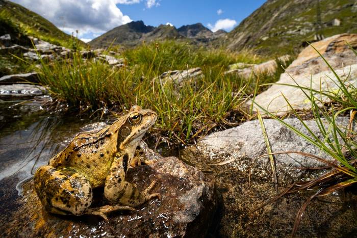 Common Frog (Rana temporaria) © Simone Giachello