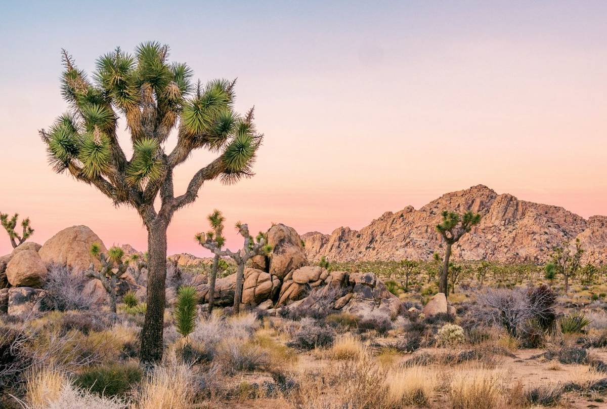 Joshua Tree National Park shutterstock_1077314585.jpg