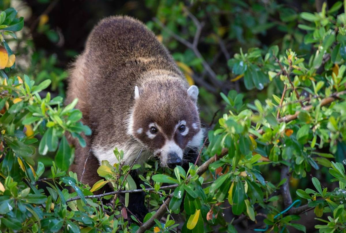 P20 Arizona   White Nosed Coati, Arizona Shutterstock 1270633600