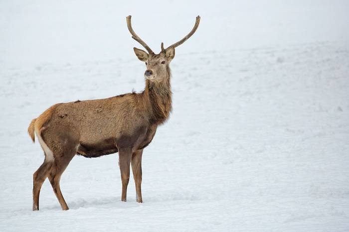 Red Deer, Poland Shutterstock 1007543161 (1)