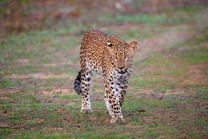 Sri Lankan Leopard, Sri Lanka shutterstock_515365489.jpg