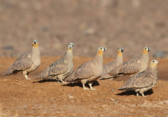 Crowned Sandgrouse © Chris Griffin